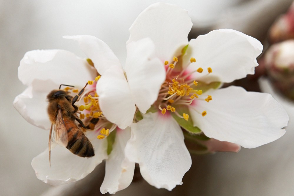 Bees are essential to grow almonds!
