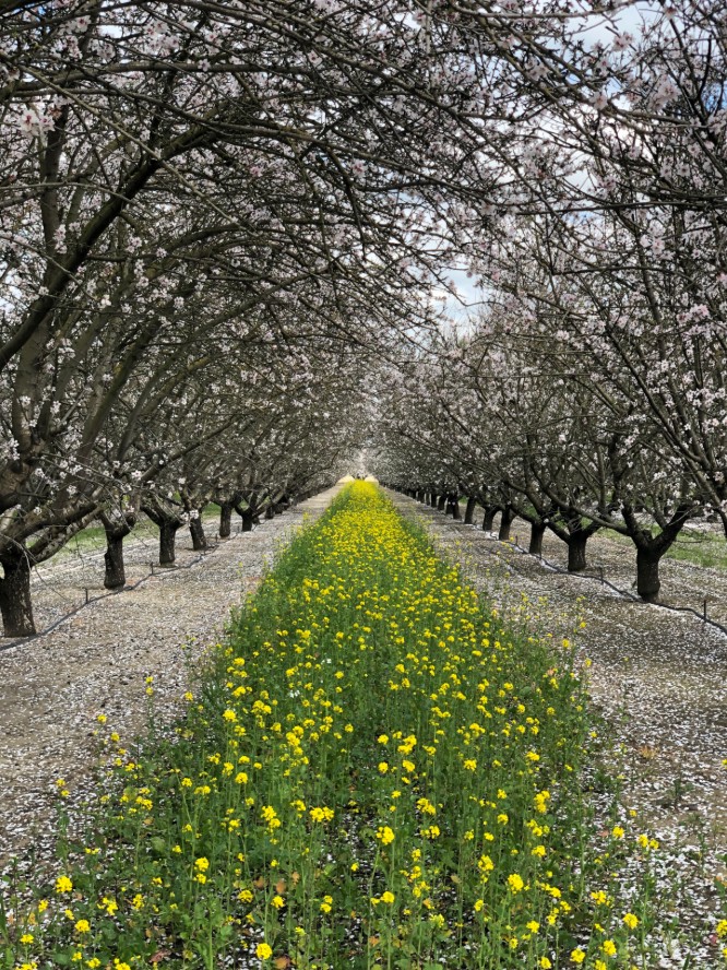 Christine Gemperle's almond bloom
