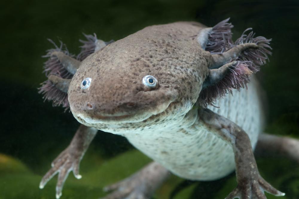 Rare goggle-eyed Axolotl