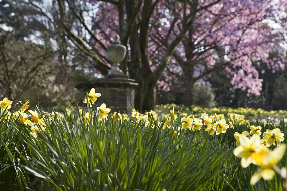 Daffodils at Nyman - ©National Trust Images David Levenson
