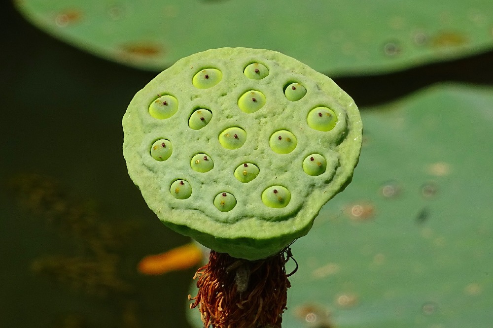 Lotus flower seed pod / Photo Credit: Pixabay