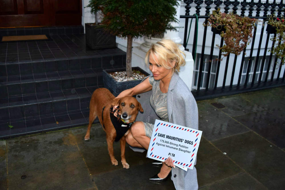 Pamela Anderson and Zorro with petition