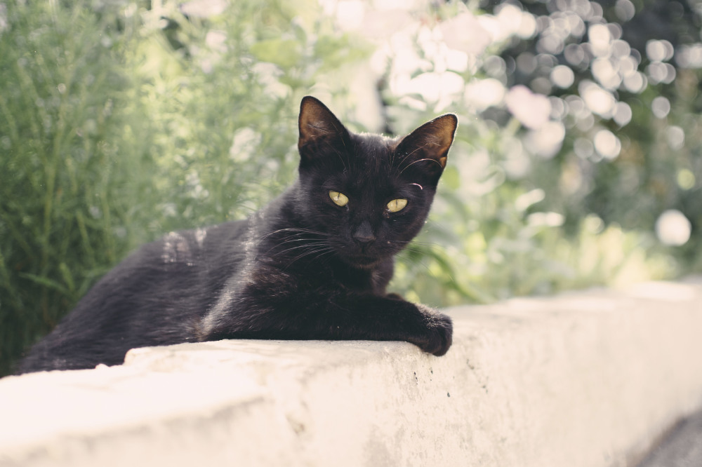 Dream Interpretation Black Cat
