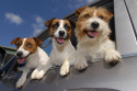 ‘Petiquette’ Travel Tips For Dogs