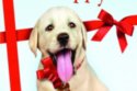 Marley & Me: The Puppy Years DVD