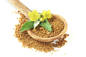 Rapeseed could benefit the economy as well as your health