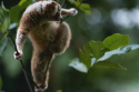 A slow Loris can be found in India