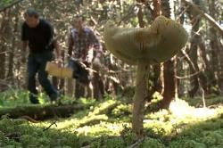 Foraging and cooking wild mushrooms