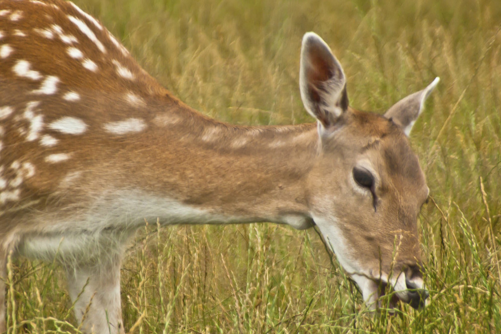 A case of 'zombie' deer disease has been identified at Yellowstone National Park