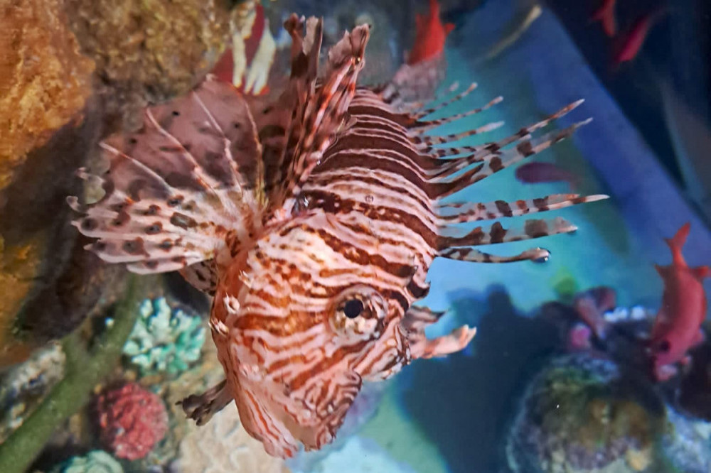 A lionfish at SEALIFE Manchester has been named after Mary Earps