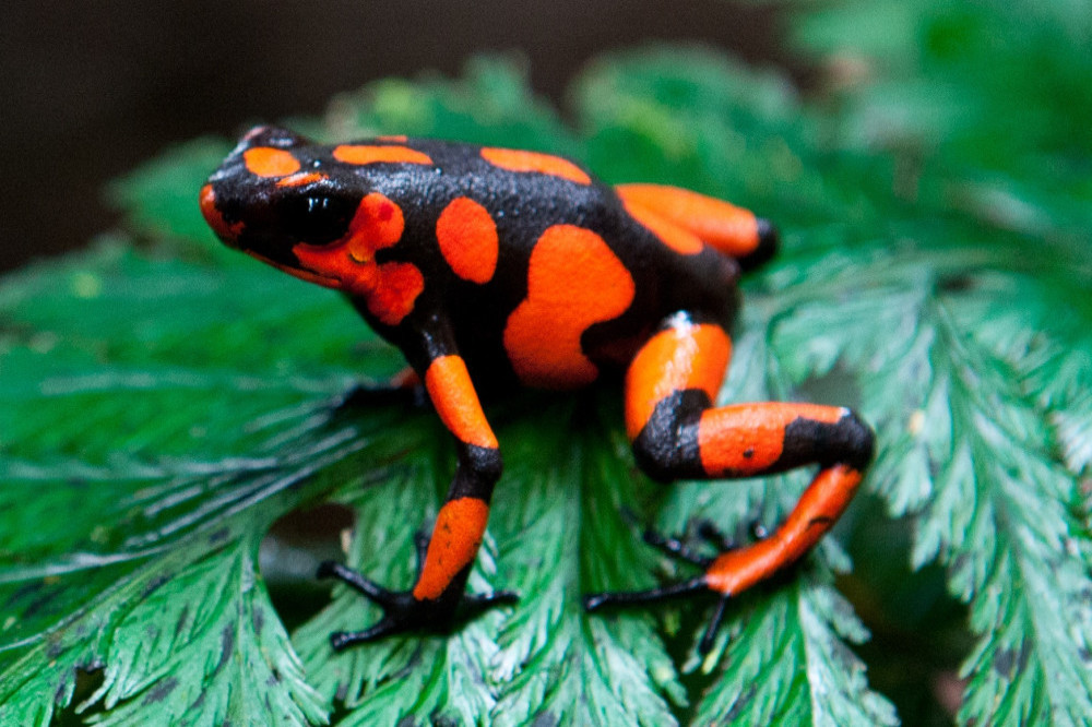A woman was arrested with 130 poisonous Harlequin frogs in her luggage
