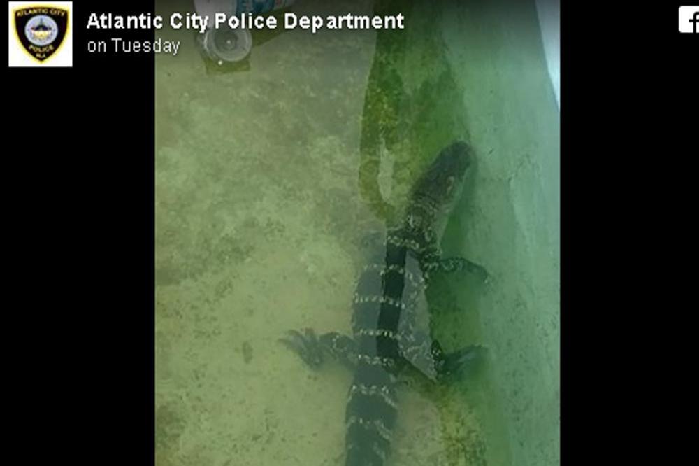 Alligator found in motel pool