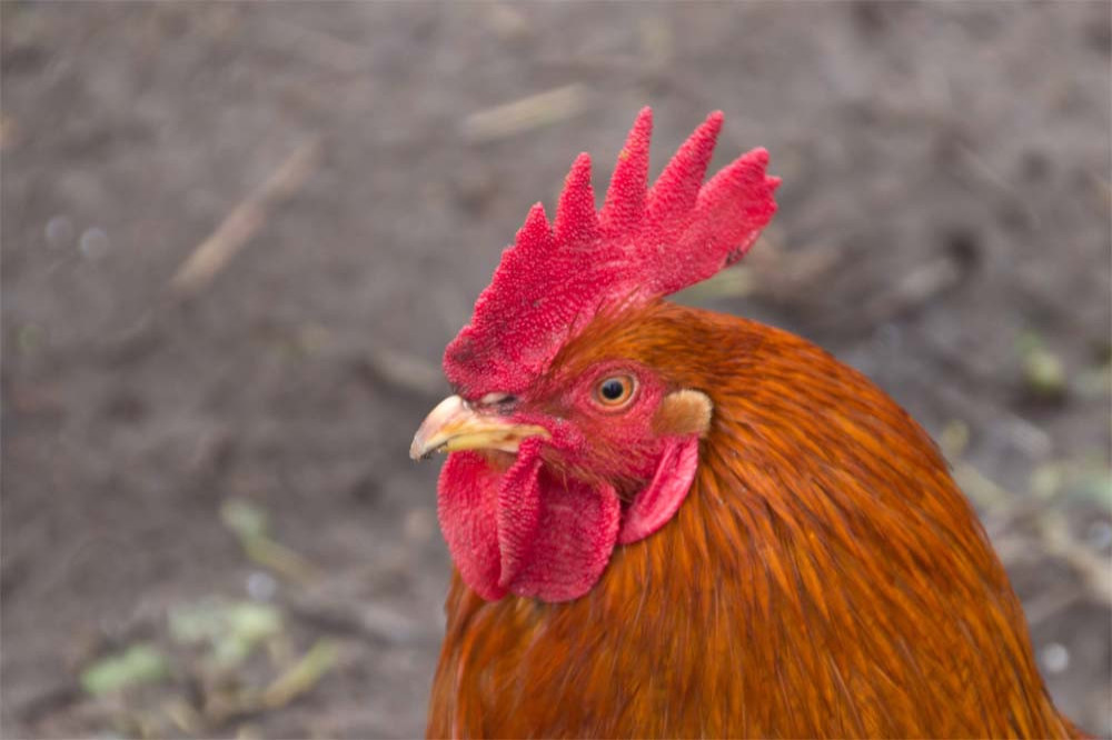 Humans know how chickens are feeling by the sound of their clucks