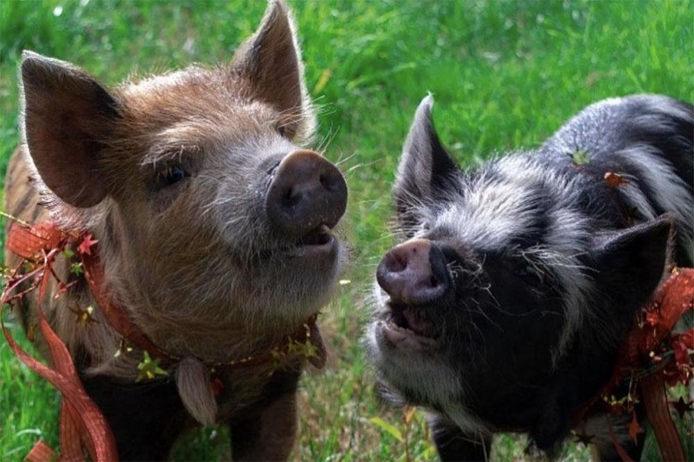 Chris Pratt's new pigs (c) Instagram