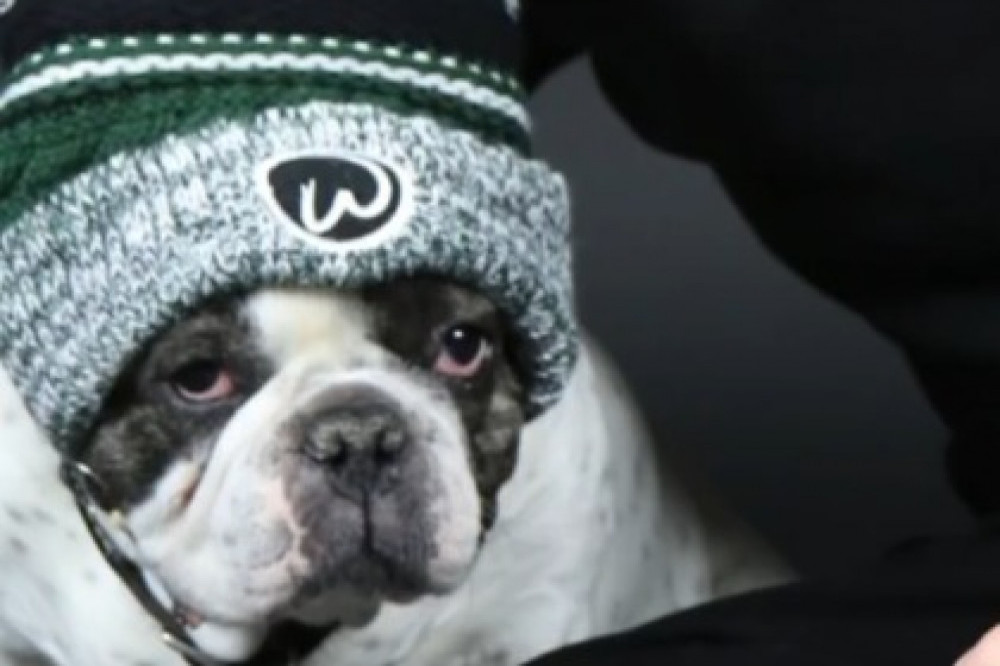 Donnie Wahlberg's beloved pet pooch passed away in May