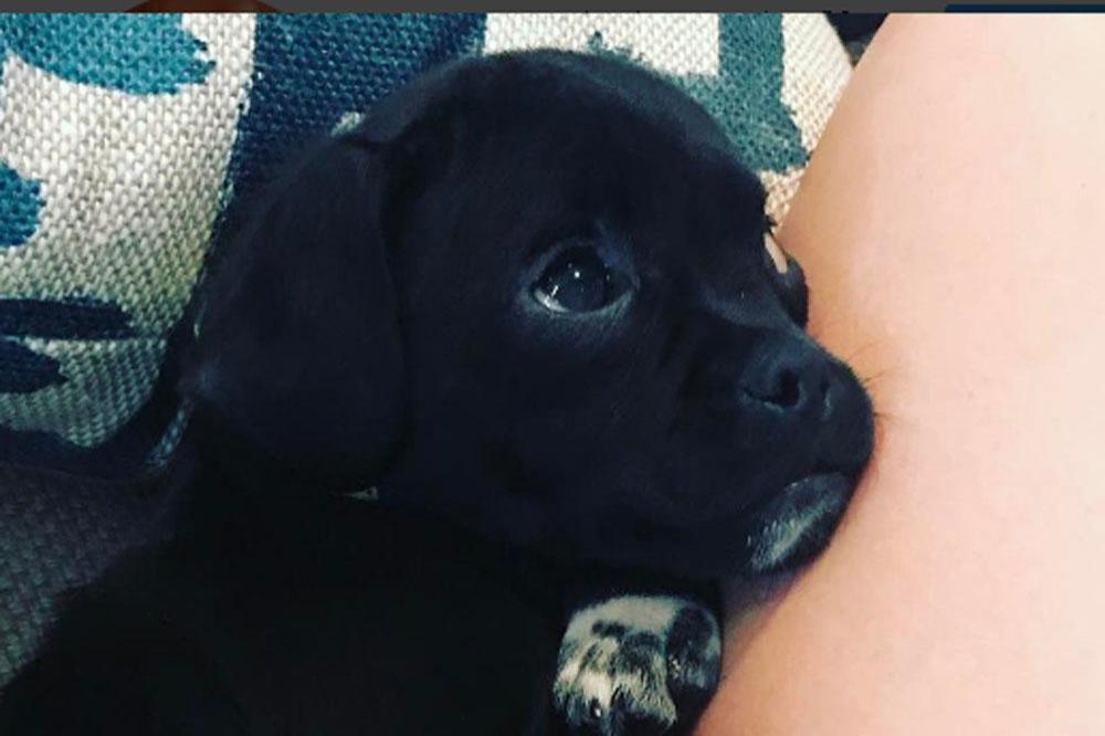 Hilary Duff's new puppy (c) Instagram