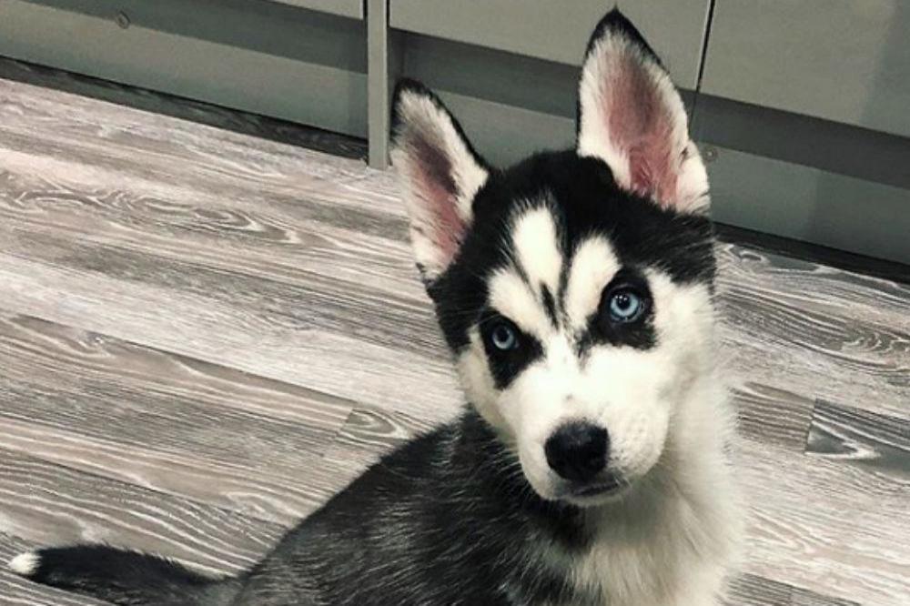 Jacqueline Jossa's new puppy (c) Instagram