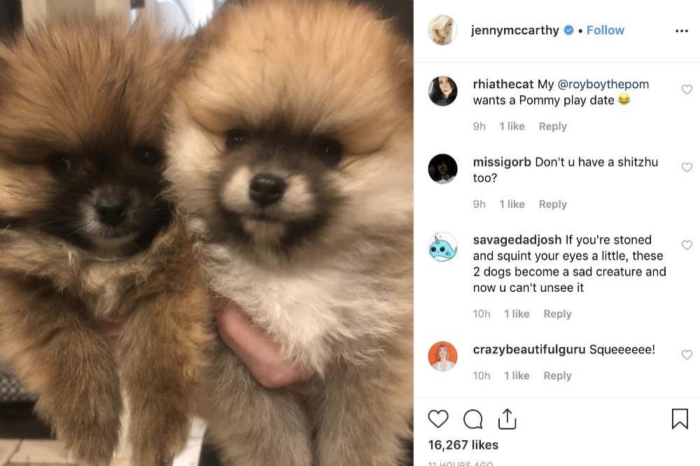 Jenny McCarthy and Donnie Wahlberg's new pups via Instagram (c)