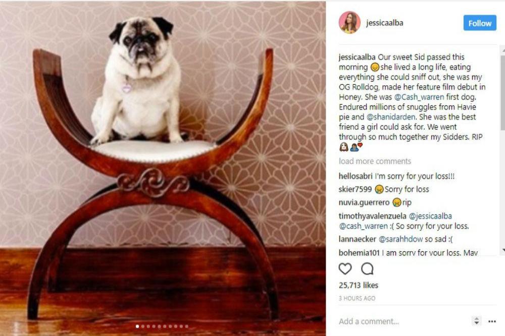 Jessica Alba's dog Sid (c) Instagram