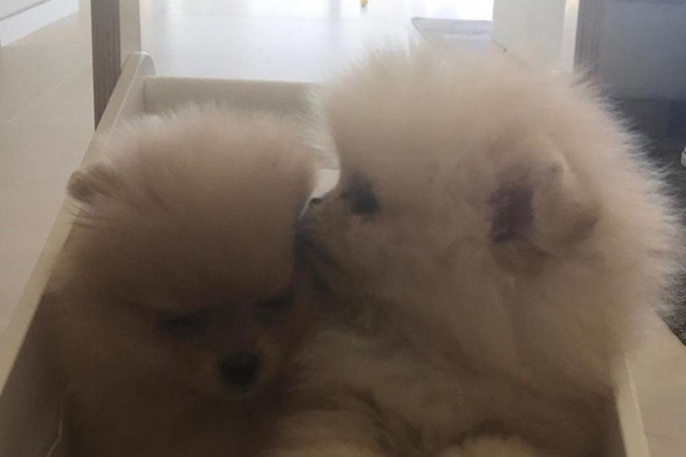 North and Penelope's new puppies (c) Instagram 