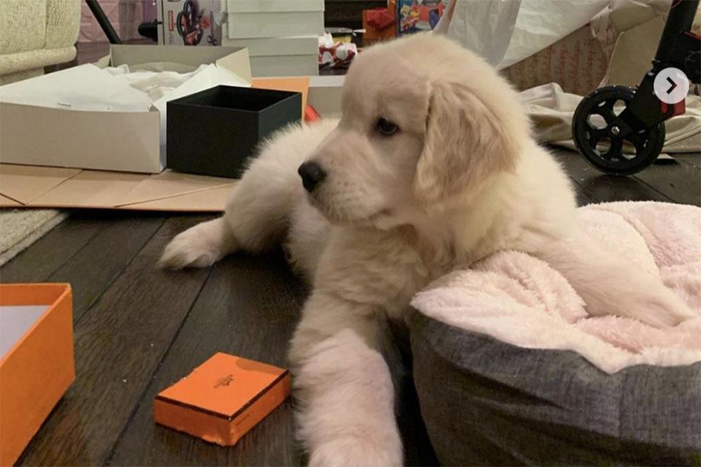 Kourtney Kardashian's new puppy (c) Instagram
