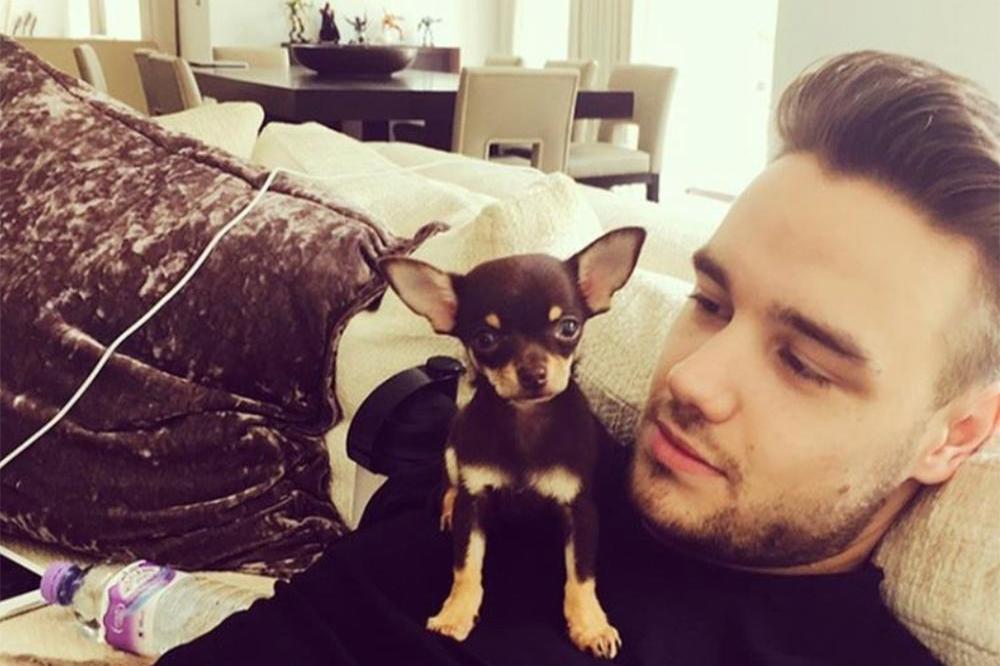 Liam Payne with his new puppy (c) Instagram