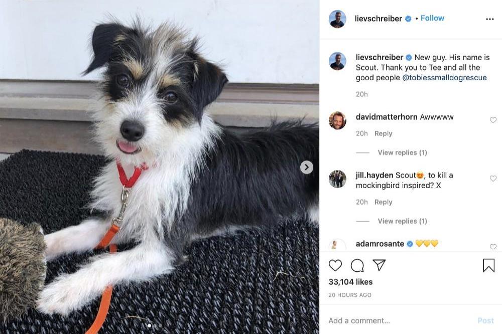 Liev Schreiber's new dog via Instagram (c)