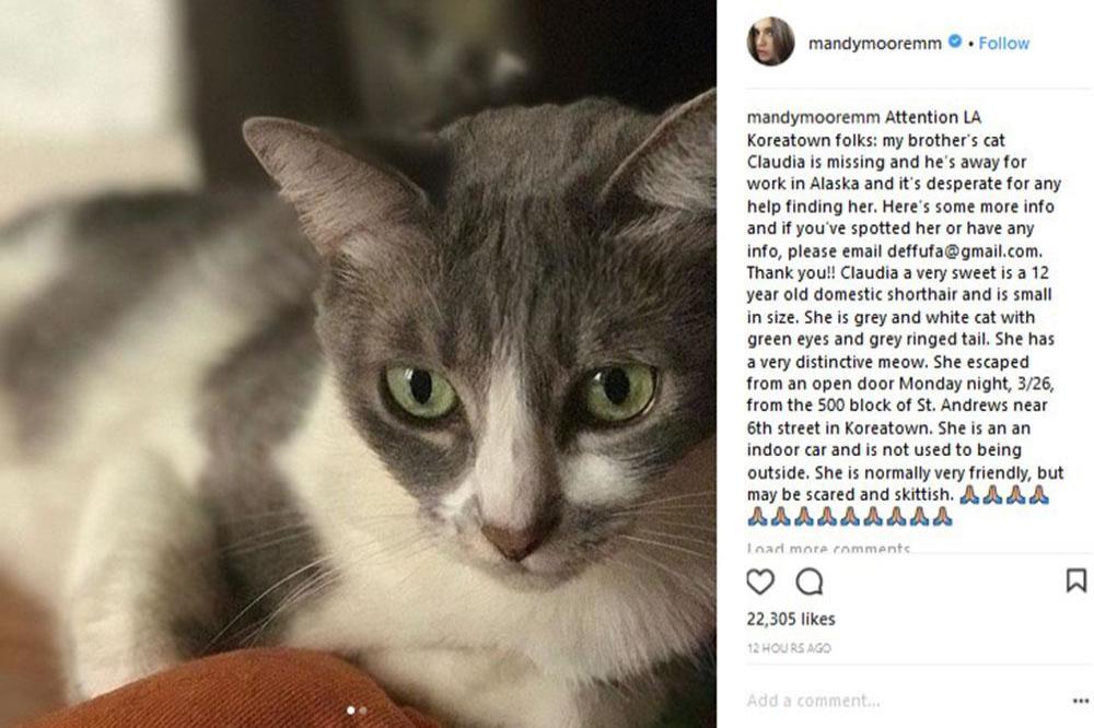 Mandy Moore's missing cat (c) Instagram