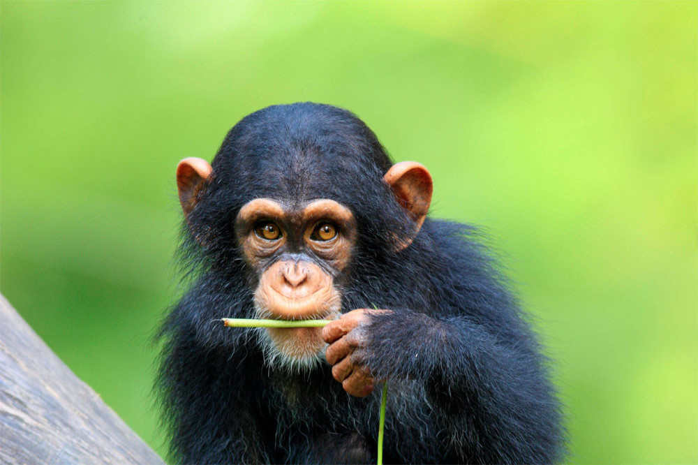 Apes tease their friends in the same way as humans