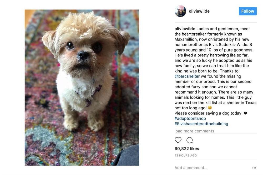 Olivia Wilde's new pooch via Instagram (c)