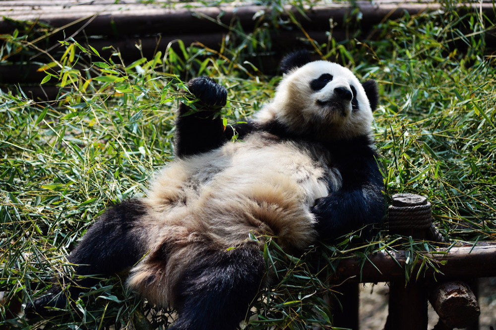 Pandas in zoos suffer from 'jet lag'