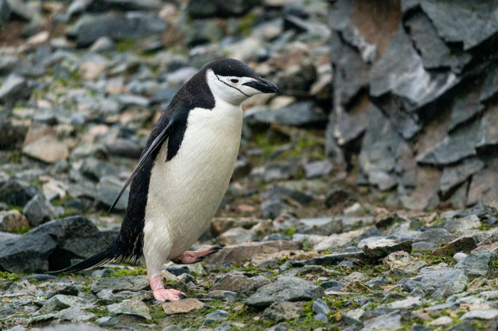 Penguin poo could save the Earth