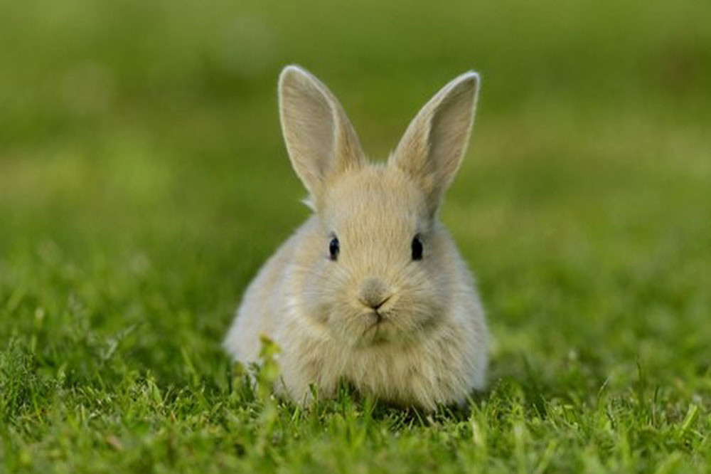Male rabbits aren't the same size as female rabbits
