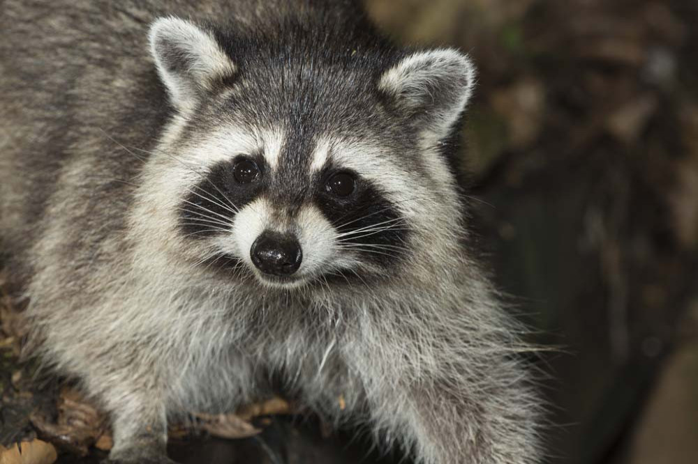 Drunken raccoons are wreaking havoc across Germany