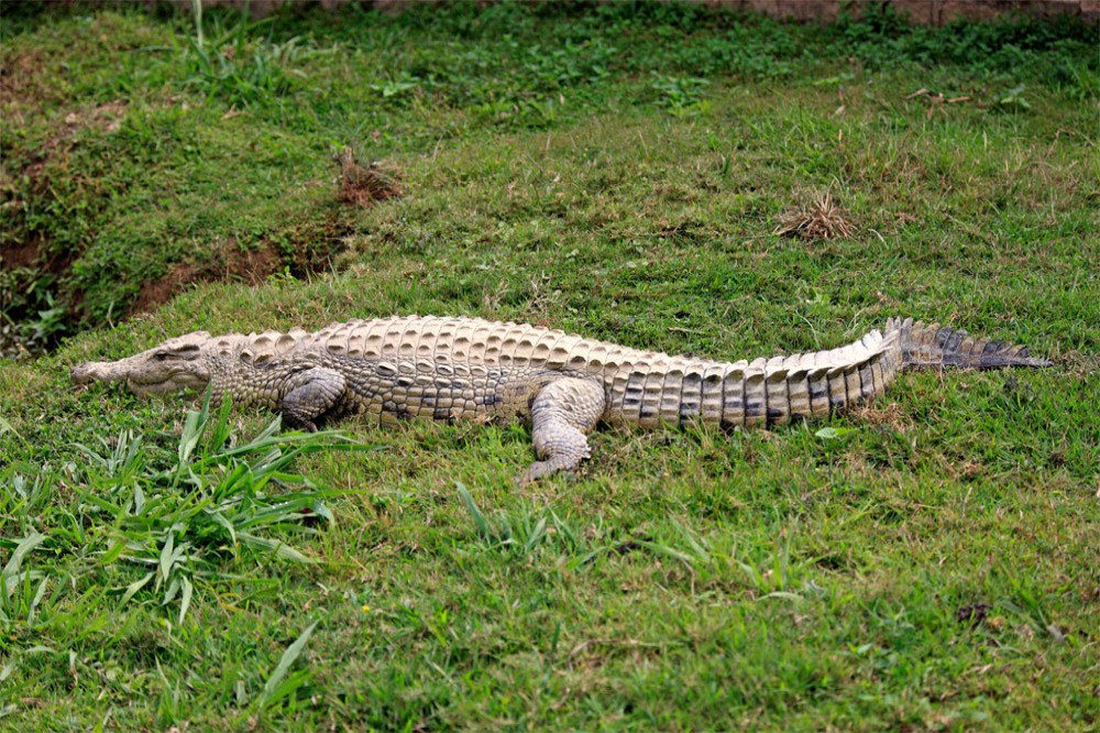 A crocodile was found to have made herself pregnant