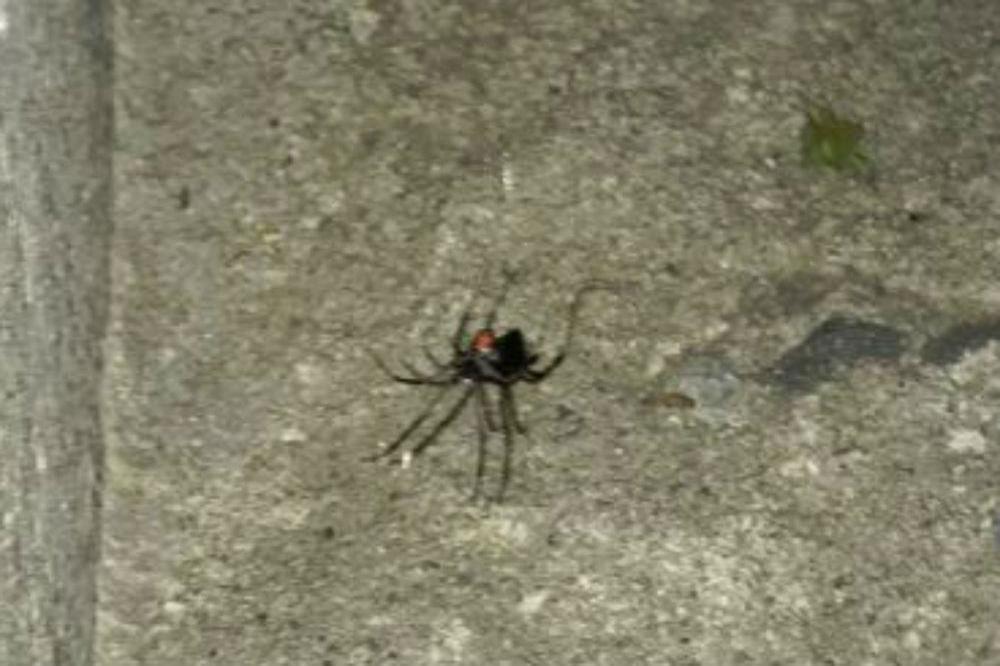 Woman reports plastic spider to RSPCA 