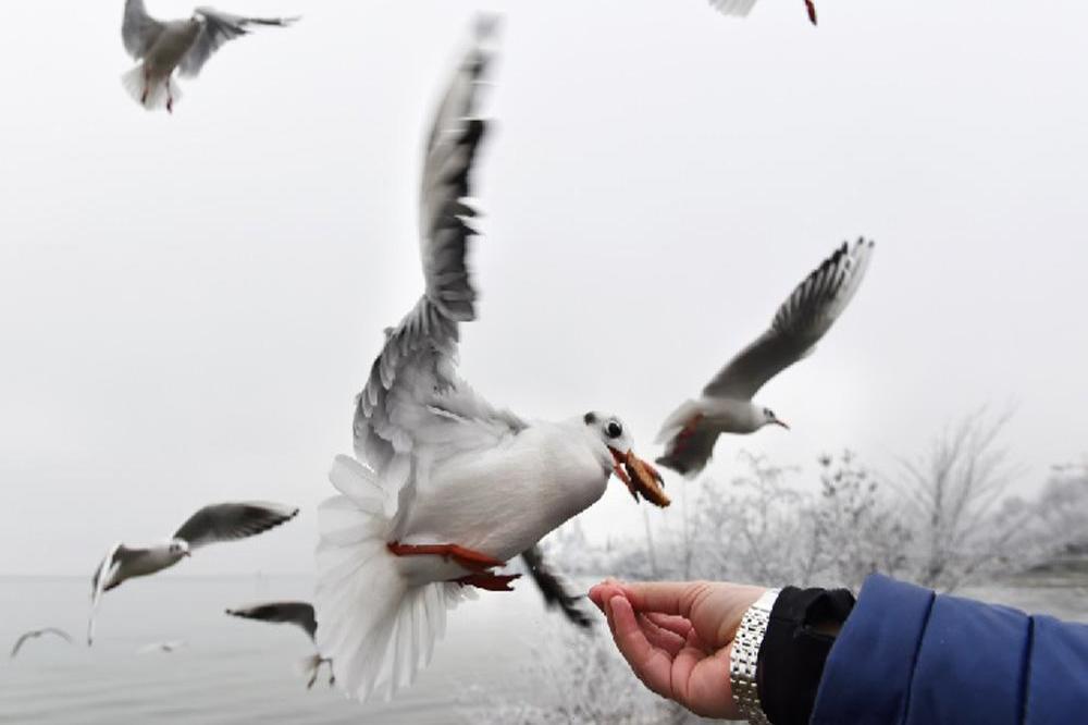 Thieving seagull snatches packet of crisps from bakery