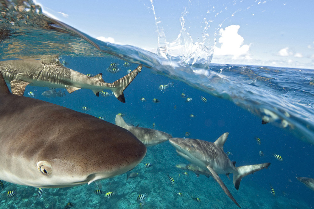Sharks don't actually like the taste of human beings
