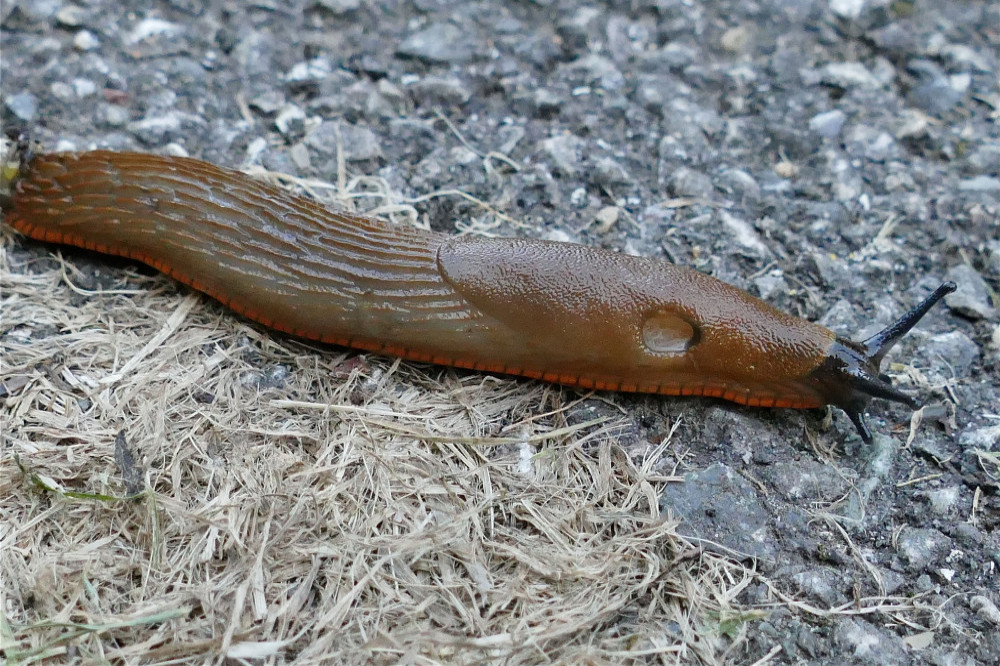 Slugs face a new threat from robots