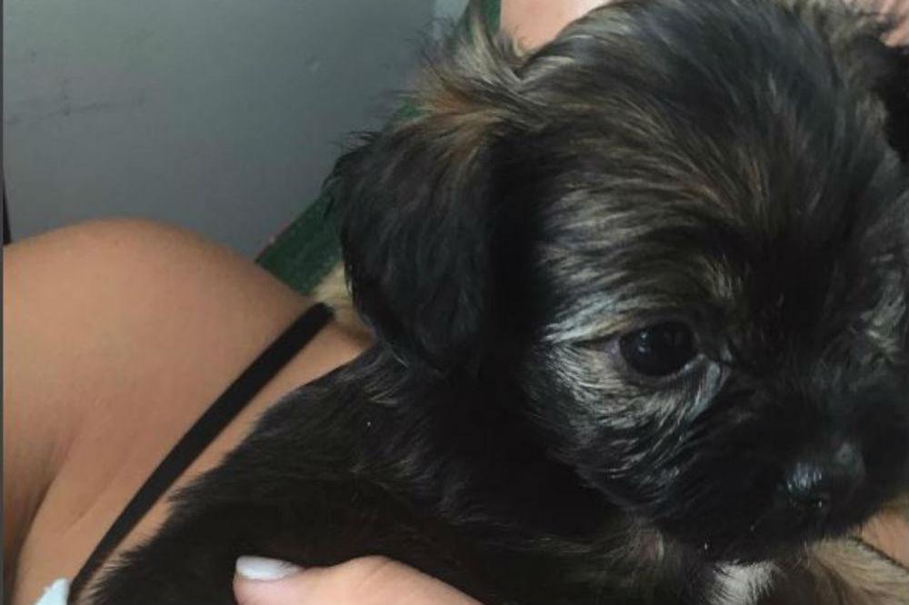 Sofia Richie's new puppy (c) Instagram