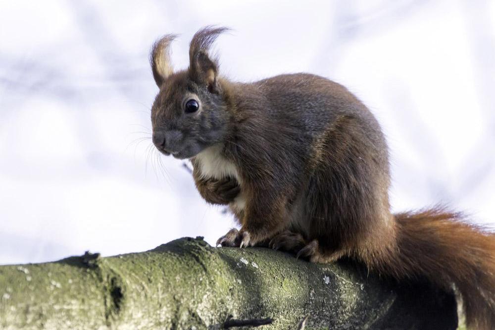 Squirrel hides nuts in car