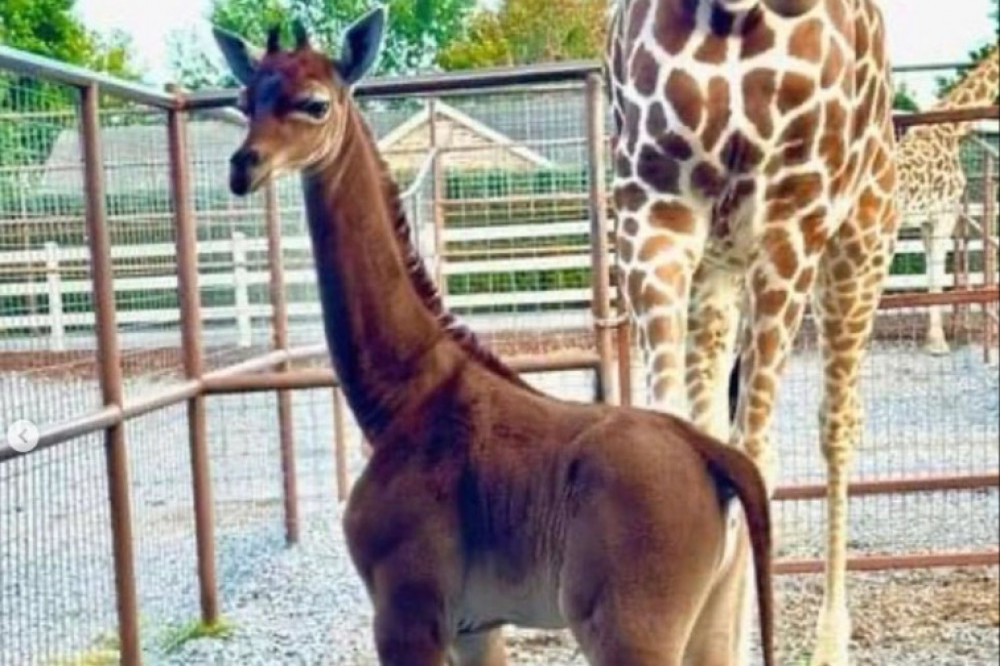 The world's only spotless giraffe has been born in Tennessee