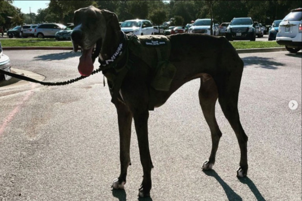 The world's tallest male dog has died