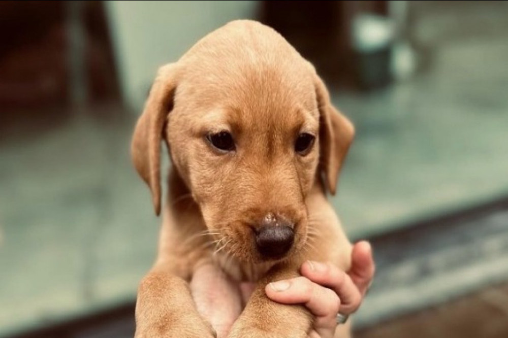 Tom Felton's new dog (c) Instagram
