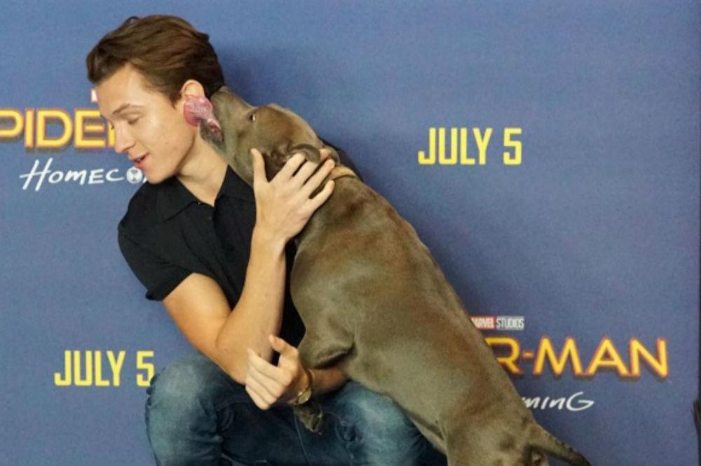 Tom Holland and his dog Tess at the Spider-Man: Homecoming photo call
