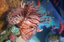A lionfish at SEALIFE Manchester has been named after Mary Earps