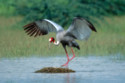 A man in love with a sarus crane has been separated from his bird
