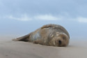 Male seals are dying as a result of sex