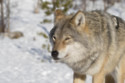 Wolves howl in different accents depending on where they live