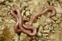 Worms get the munchies when they are exposed to cannabis